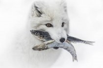 Raposa ártica carregando peixes na boca, close-up . — Fotografia de Stock