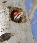 Pileated pica-pau espreitando para fora do buraco no tronco de árvore de álamo . — Fotografia de Stock