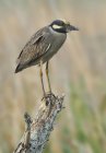 Yellow-crowned night heron perched on log. — Stock Photo