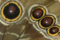Primer plano del patrón de alas de mariposa . - foto de stock