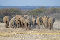 Стадо африканских слонов на равнине национального парка Этоша, Намибия — стоковое фото