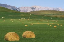 Rolled hay bales in foothills of Rocky Mountains, Alberta, Canada. — Stock Photo