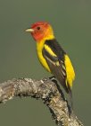 Western tanager perched on oak branch, close-up. — Stock Photo