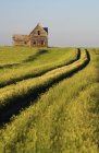 Casa abandonada e campo com trilhas perto de Leader, Saskatchewan, Canadá — Fotografia de Stock
