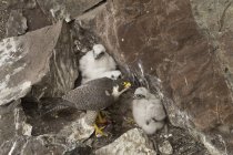 Peregrine falcon with chicks nesting in rocks. — Stock Photo