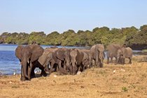 Mandrie di elefanti passeggiano vicino alla pozza d'acqua nel Parco Nazionale del Chobe, Botswana, Africa — Foto stock