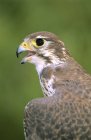 Close-up of prairie falcon bird outdoors. — Stock Photo