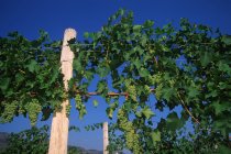 Vista de ángulo bajo de uvas blancas de Okanagan en viñedo, Columbia Británica, Canadá . - foto de stock