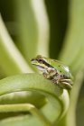 Nahaufnahme eines grünen pazifischen Laubfrosches, der auf einem Pflanzenstamm sitzt. — Stockfoto