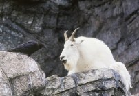 Скалистая горная коза и ворона в Калгарийском зоопарке, Калгари, Альберта, Канада . — стоковое фото