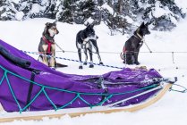 Cães de trenó descansando perto do trenó no Lago Louise, Banff National Park, Alberta, Canadá — Fotografia de Stock