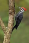 Pileated woodpecker perched on tree branch in woodland. — Stock Photo