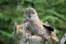 Adult great gray owl brooding in nest atop poplar stump. — Stock Photo