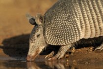 Armadillo drinking at water hole in Texas, United States of America — Stock Photo