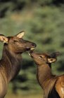 Лось обнюхивает коровьего оленя в Национальном парке Джаспер, Альберта, Канада — стоковое фото