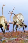 Toros caribúes de tierra estéril que luchan en temporada de celo otoñal, Tierras estériles, Canadá ártico - foto de stock