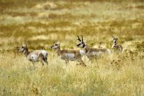 Antilopi Pronghorn al pascolo in Montana, Stati Uniti d'America — Foto stock