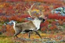 Безплідна земля Карібу bull ходіння по autumnal луг безплідний землях, Арктика Канади — стокове фото