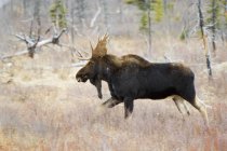 Moose walking in Waterton Lakes National Park, Alberta, Canadá . - foto de stock