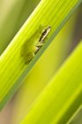 Nahaufnahme eines grünen pazifischen Laubfrosches, der auf einem Pflanzenblatt sitzt. — Stockfoto