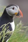 Atlantic puffin perched in green grass, close-up — Stock Photo