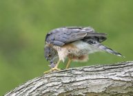 Sharp-shinned hawk eating rodent prey on perch. — Stock Photo