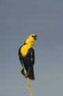 Yellow-headed blackbird perched and calling on cattail in marsh. — Stock Photo