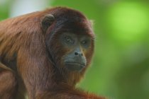 Portrait of brown-haired red howler monkey — Stock Photo
