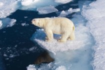 Orso polare in piedi sul ghiaccio vicino all'acqua nell'arcipelago delle Svalbard, nell'Artico norvegese — Foto stock