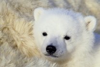 Закри дитинча полярний ведмідь, відпочиваючи в Арктиці Канади — стокове фото