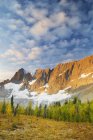 Alpine Lärchen, die im Taumelpass wachsen, Kootenay Nationalpark, Britische Kolumbia, Kanada — Stockfoto