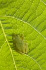 Primer plano de la rana arbórea verde del Pacífico sentada sobre la hoja de la planta . - foto de stock