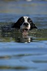 Springer Spaniel купается в озерной воде, крупным планом — стоковое фото