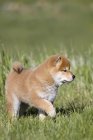 Cãozinho Shiba Inu andando em grama verde ao ar livre . — Fotografia de Stock