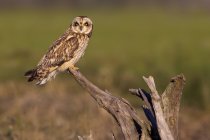 Short-eared owl perching on deadwood in meadow. — Stock Photo