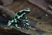 Зеленая и черная ядовитая лягушка, сидящая на листьях в тропическом лесу . — стоковое фото