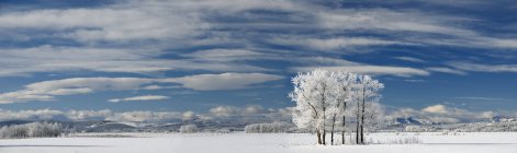 Arbres givrés dans un champ de neige près de Cochrane, Alberta, Canada . — Photo de stock
