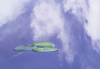 Astratto di mughetti e riflessione nuvolosa nell'acqua del lago — Foto stock