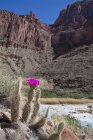 Кактусы моджаве, растущие на реке Маленький Колорадо, Гранд Каньон, Аризона, США — стоковое фото