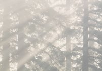 Brouillard à travers les épinettes blanches du comté de Mountain View, Alberta, Canada . — Photo de stock