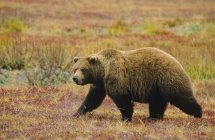 Grizzlybär durchquert herbstliche Tundra des Denali-Nationalparks, Alaska, Vereinigte Staaten von Amerika. — Stockfoto