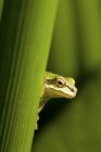 Закри зелений Тихоокеанська деревна жаба сидить на заводі лист. — стокове фото