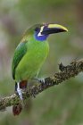 Exotic emerald toucanet perched on branch in Costa Rica. — Stock Photo