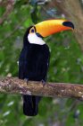 Toco toucan on branch in Pantanal wetlands, Brazil, South America — Stock Photo