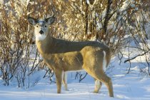 Maschio Cervo dalla coda bianca in piedi nella neve in piena luce solare — Foto stock