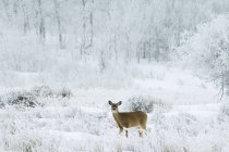 Weißschwanzhirschweibchen in frostiger Wiese — Stockfoto
