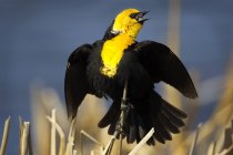 Yellow-headed blackbird perched and calling on cattails in marsh. — Stock Photo