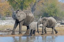 African elephants drinking at waterhole in Etosha National Park, Namibia — Stock Photo