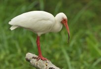 White ibis perched on log in wetland. — Stock Photo