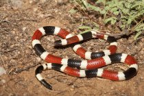 Коралловая змея на засушливой поверхности Аризоны, США — стоковое фото